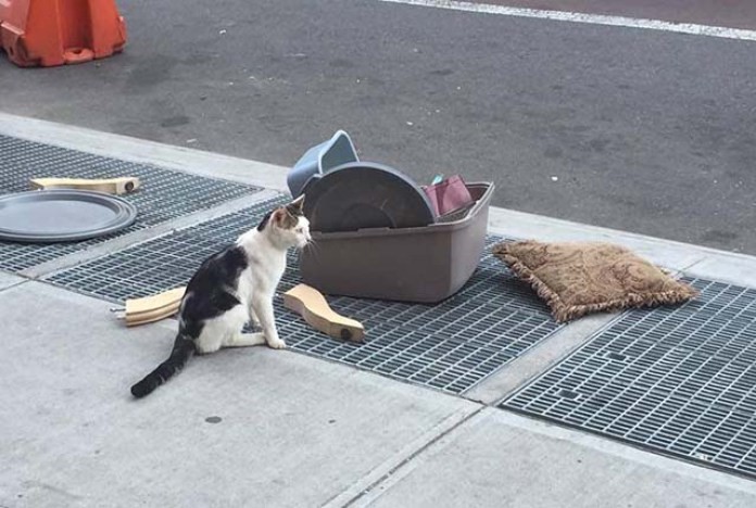Abandonan un gato en la calle