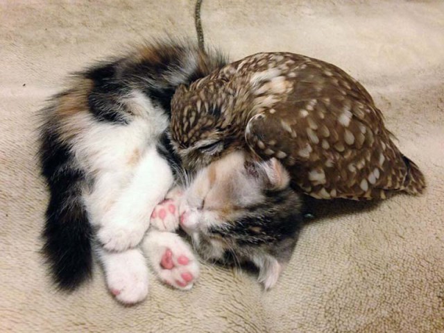 Búho Y Gatito Son Buenos Amigos