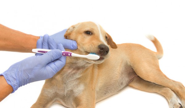 Cuidados Para La Higiene Bucal Para Perros  