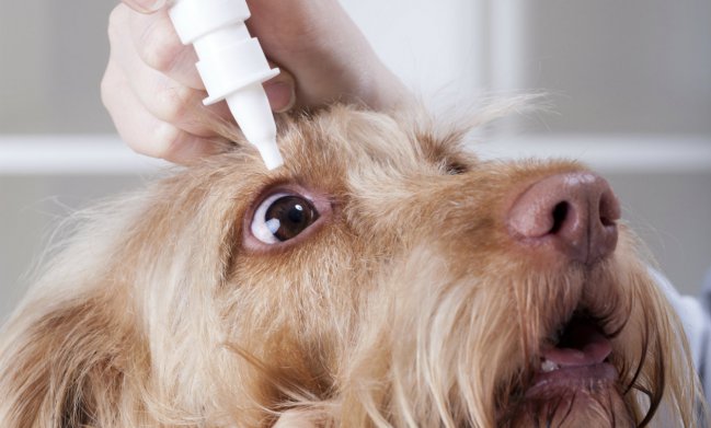 Cuáles Son Los Síntomas De La conjuntivitis En Perros?