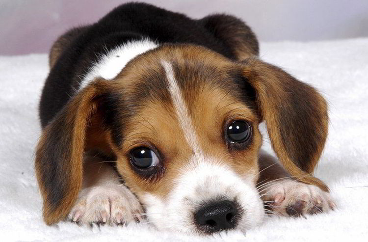 Cuáles Son Los Síntomas Del Moquillo En Perros