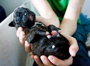 Cómo Cuidar Perros Recién Nacidos1