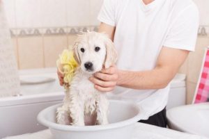 Cómo Dar El Primer Baño A Un Cachorro