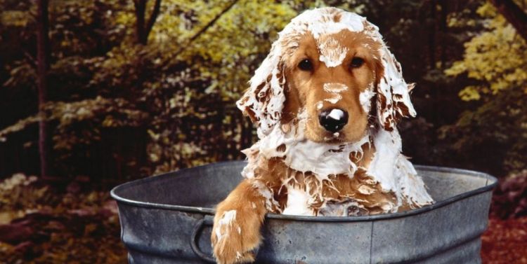 Cómo Puedo Evitar Que Mi Perro Tenga Pulgas