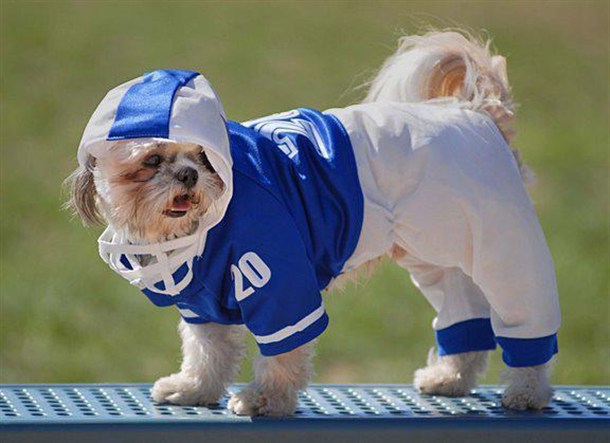 Deportes para Perros