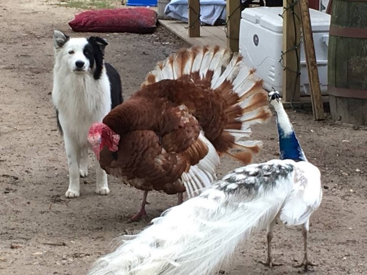 Dulce perrito Cuida Unos Animalitos