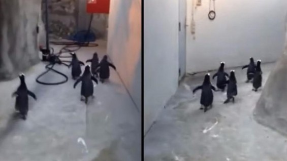 Escape de Cinco Pingüinos
