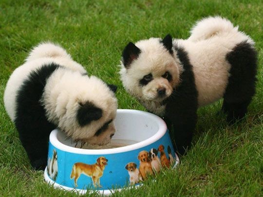 Existen Perros Panda