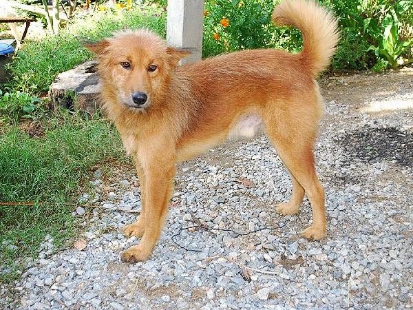 Heroico Perro