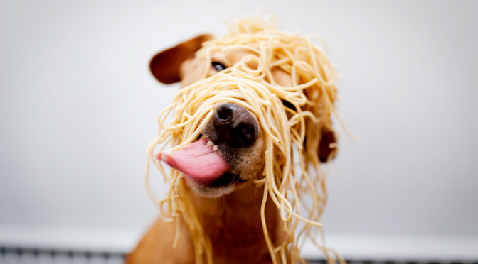 Importancia Nutricional En Los Perros