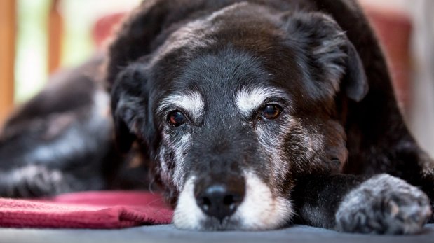 La Vejez de los Perros