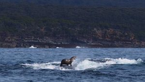 Lobo marino surfeando sobre ballenas