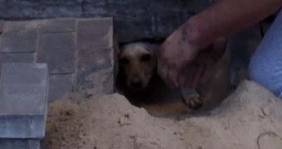 Perrita enterrada viva