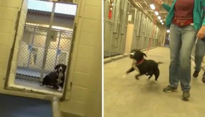 Perro Demuestra Su Alegría