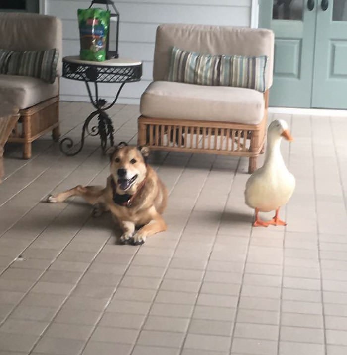Perro Deprimido