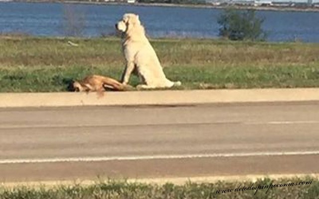 Perro No Quiere Separarse De Su Amigo Muerto