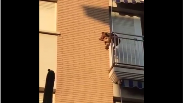 Perro salta de un tercer piso