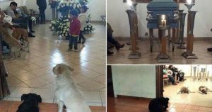 Perros callejeros asisten al funeral de una mujer