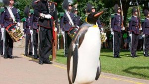 Pingüino Es Condecorado