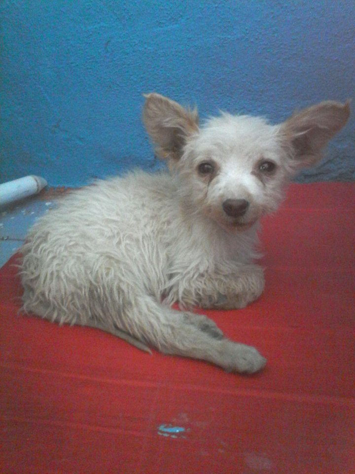 Polito Antes
