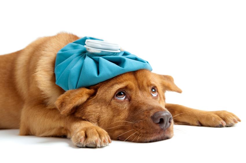 Por Qué Mi Perro Hace Heces Blandas?