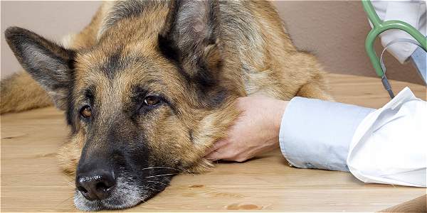 Qué Hacer Si Su Perro Se Envenena