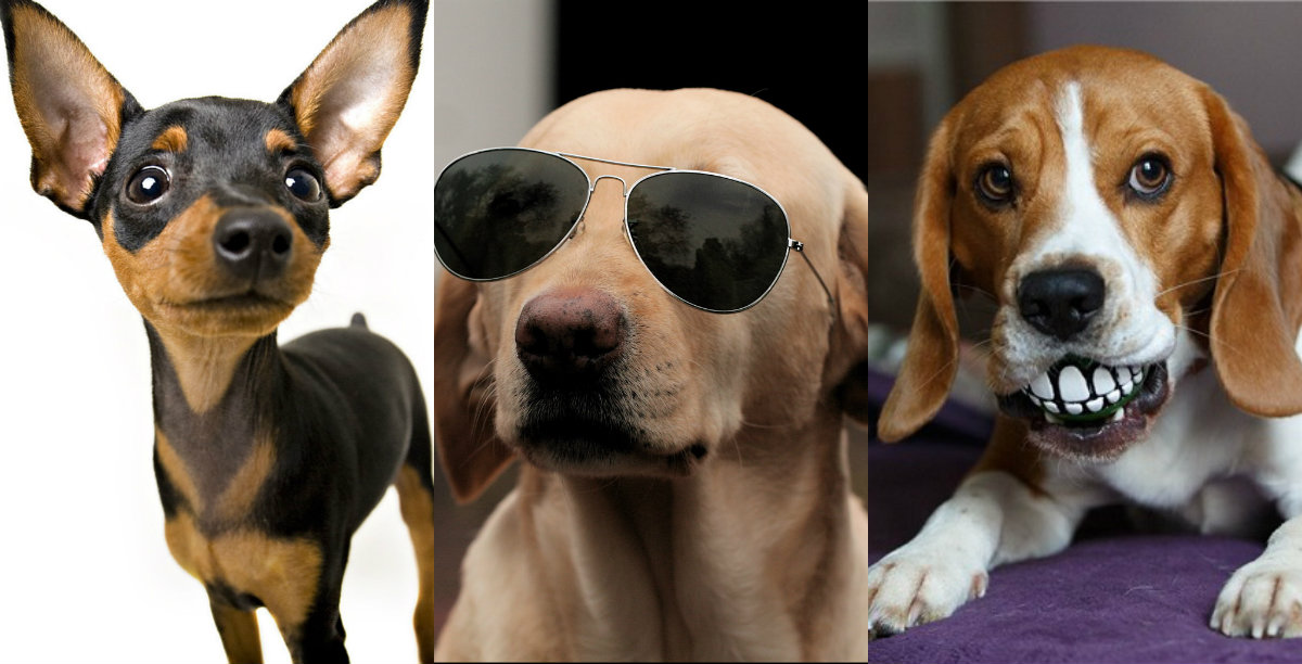 Qué Personalidad Tiene Su Perro