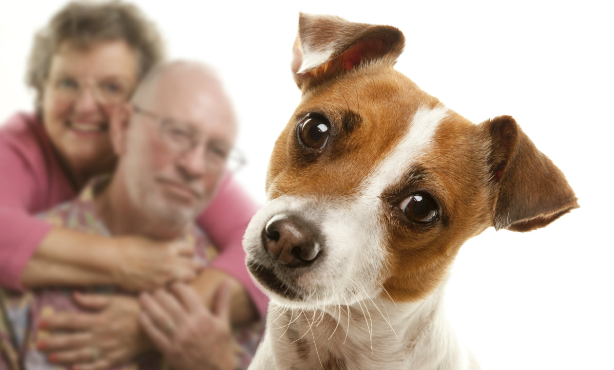 Son Celosos los Perros