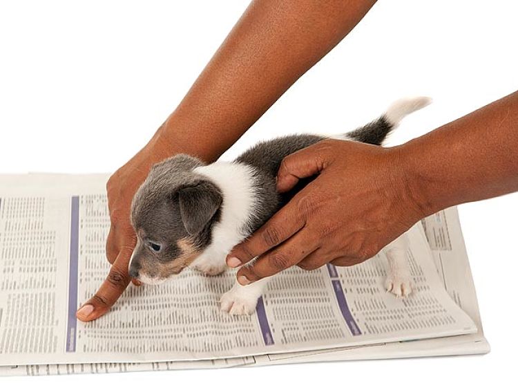 Su Perro Haga Sus Necesidades