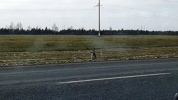 Un Perro Que Espera En La Carretera