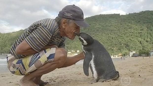 Un Pingüino Todos Los Años Viaja 8 Mil Kms Para Visitar Al Hombre Que Salvó Su Vida