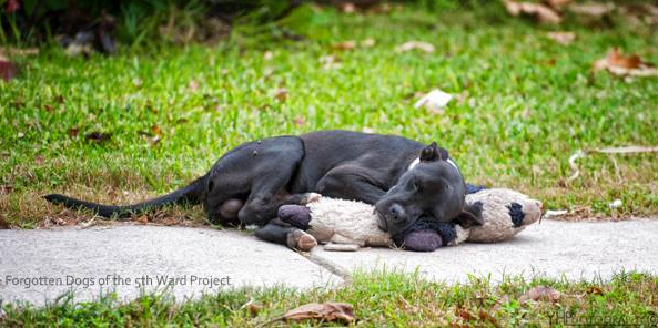 Un Pitbull Se Queda Sin Casa Y Se Aferra A Su Único Amigo, alimentar a perros, perros, abandonados, hogares temporales, rescatado, pitbull, muñeco de peluche, hogar, foto