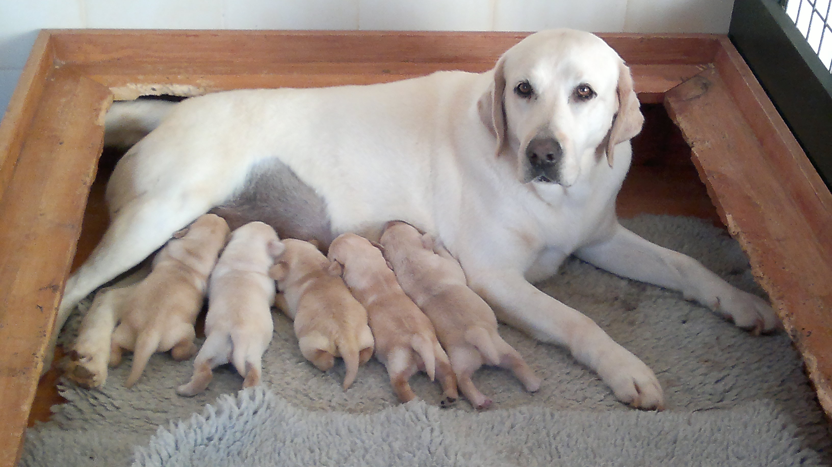 Ventajas De esterilizar Un Perro