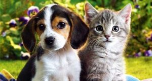 Blog Sobre Mascotas