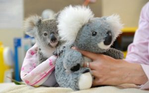 Koala bebé Perdió Su Mamá 