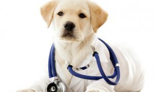 Los Perros Pueden Detectar Enfermedades