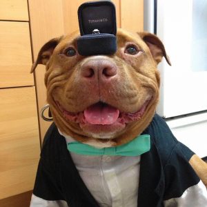 meaty-el-perro-que-no-deja-de-sonreir-despues-de-ser-adoptado1