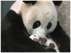 Panda Ve Por Primera Vez Su Bebé