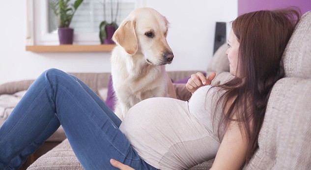Puede Tu Mascota Saber Si Estás Embarazada