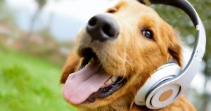 Musicoterapia para sus mascotas