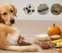 perro estrenido remedios caseros