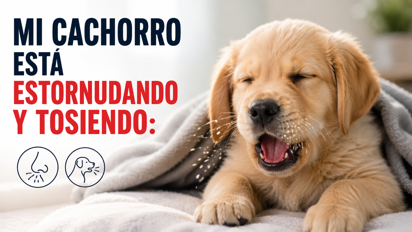 Mi Cachorro Está Estornudando y Tosiendo