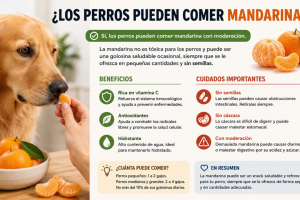 perros pueden comer mandarina