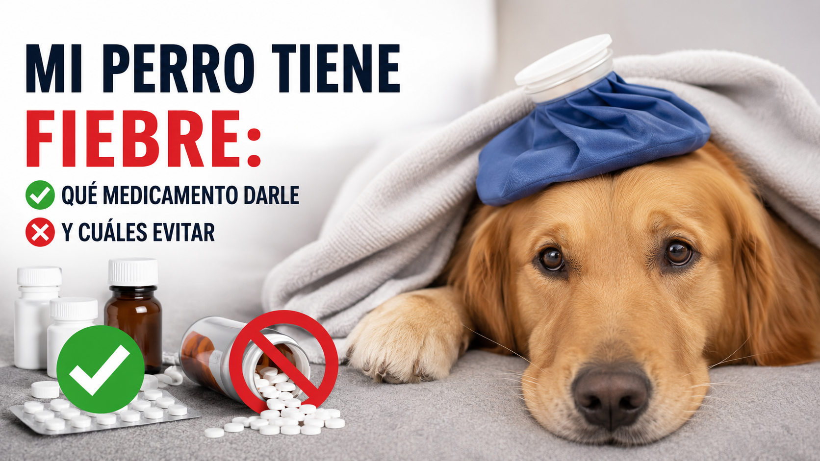 Mi Perro Tiene Fiebre Qué Medicamento Darle (y Cuáles Evitar)