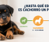 Hasta qué edad un perro es cachorro