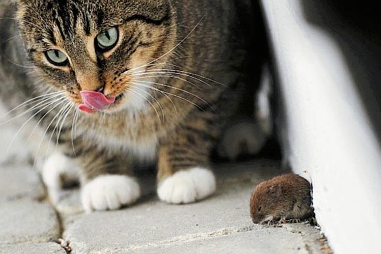 Los Gatos Comen Ratones o Solo los Matan