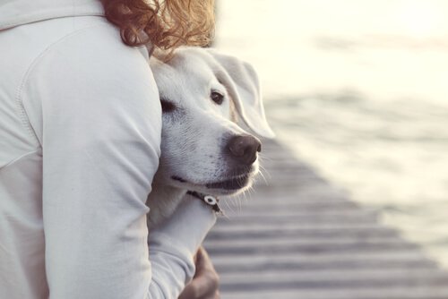 Los Perros Ayudan a Superar la Depresión