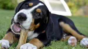 Los Perros Tienen Dientes De Leche Y Los Cambian