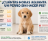 Cuantas Horas Aguanta un Perro sin Hacer Pis