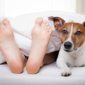 Dormir Con Perros Es Malo Para La Salud